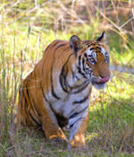 Conférence Inde, sur la piste du Tigre